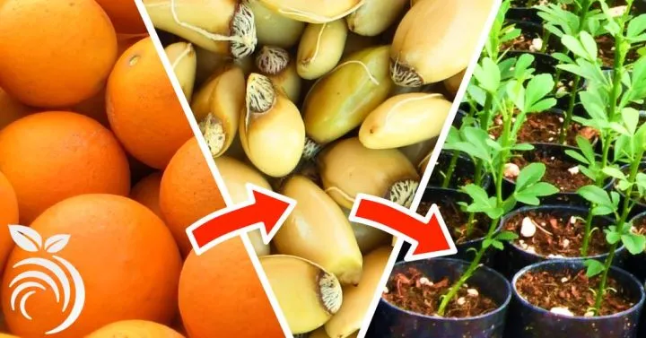 Cây cam mini trồng từ hạt đang nảy mầm xanh tươi