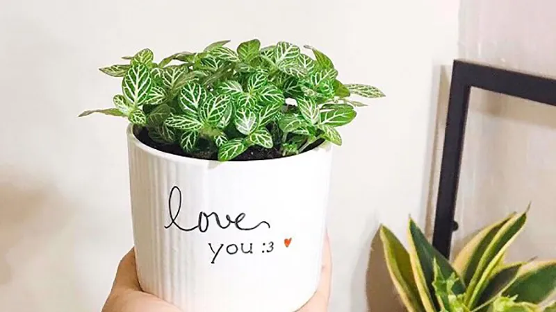 Cây cẩm nhung là món quà ý nghĩa trong tình bạn