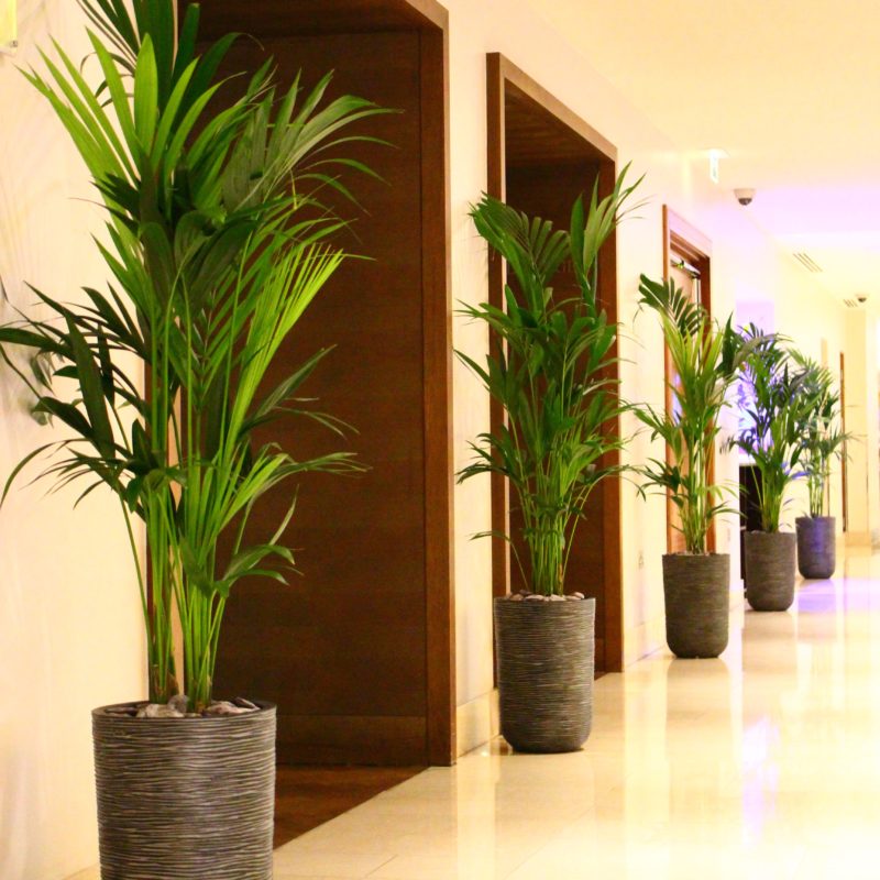 Có Nên Trồng Cây Sanh Trong Nhà: Phân Tích Chuyên Sâu Về Phong Thủy Và Kỹ Thuật Chăm Sóc Hiện Đại