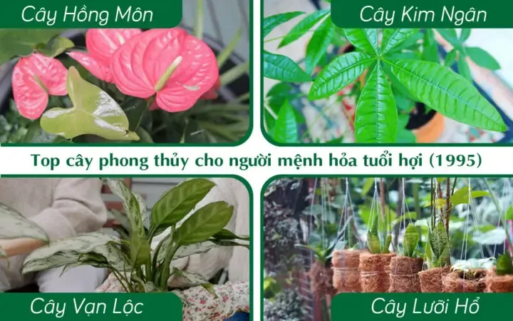 Cây cảnh phong thủy hợp với mệnh Hỏa