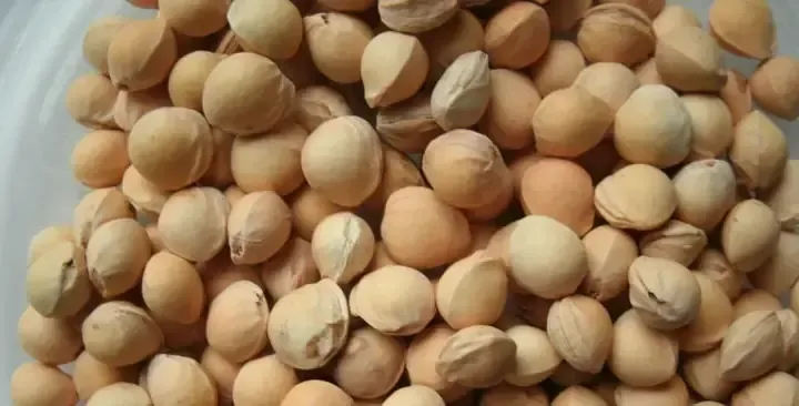 Cây cherry con đã đủ cứng cáp để được chuyển ra trồng cố định ngoài vườn