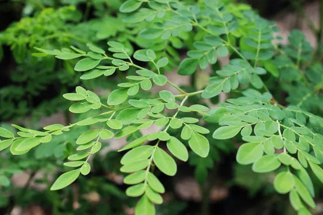Cây Chùm Ngây Moringa Oleifera thân gỗ và lá xanh trắng