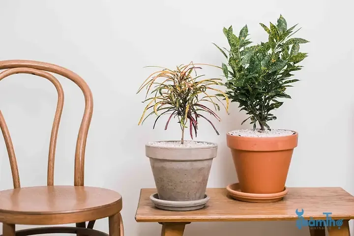 Cây cô tòng lá đốm Dieffenbachia maculata trồng trong nhà thanh lọc không khí