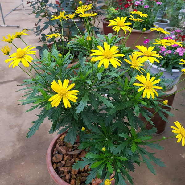 Cách Trồng Hoa Cúc Gỗ: Hướng Dẫn Chuyên Sâu Từ A Đến Z