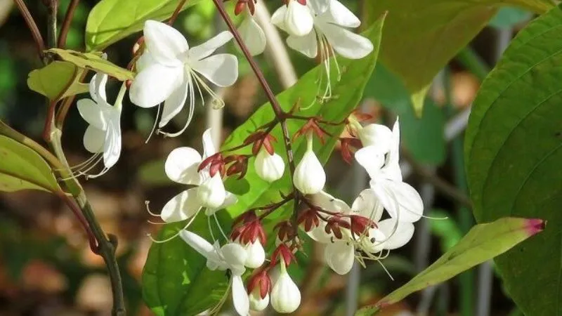 Cây dạ ngọc minh châu thường được lựa chọn trồng làm cây cảnh trưng làm đẹp cho không gian nhà ở