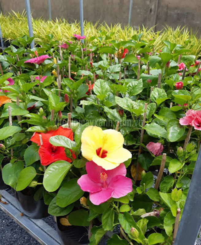 Cách Trồng Hoa Râm Bụt Thái Từ A Đến Z Đạt Hoa Lớn, Màu Sắc Rực Rỡ