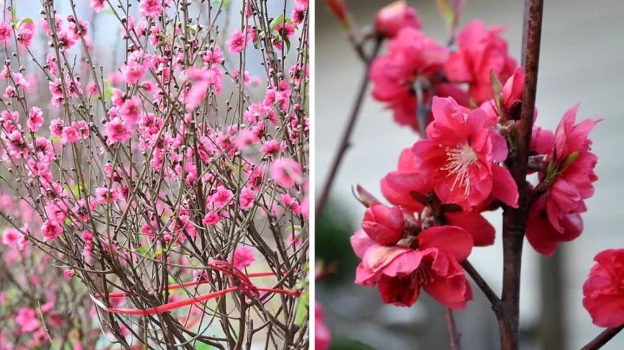 Cây đào nở rộ tượng trưng cho khởi đầu mới an khang thịnh vượng