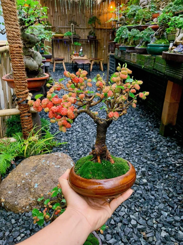 Cây dâu tằm cảnh bonsai trồng trong chậu, phù hợp trồng trước nhà