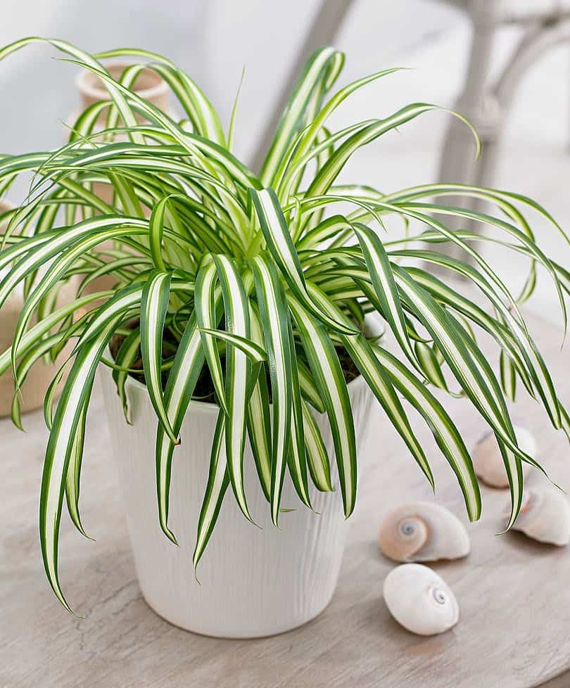 Cách Trồng Cây Dây Nhện Thủy Sinh Toàn Diện Và Chăm Sóc Đúng Kỹ Thuật