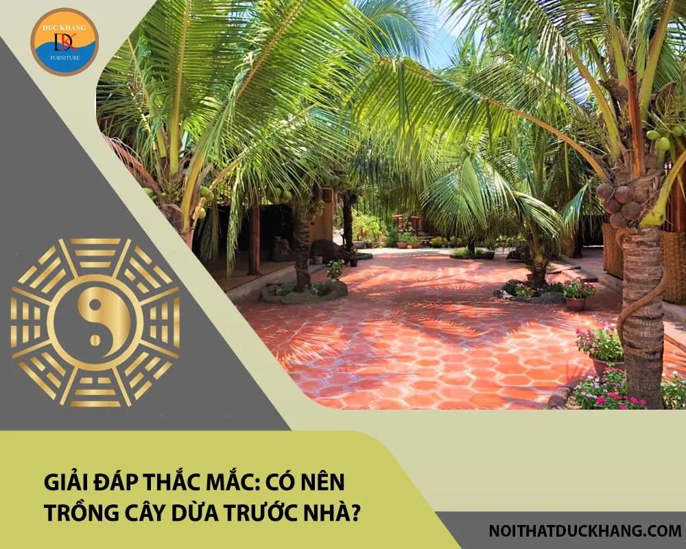 Cây dừa cảnh trồng trước nhà mang lại không gian xanh mát