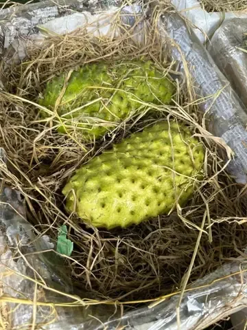 Cây Giống Mãng Cầu Xiêm Thái