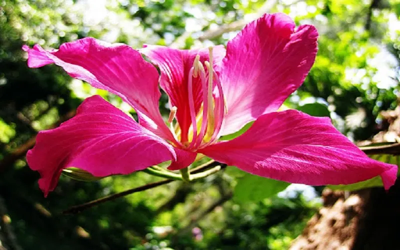 Cây hoa ban đỏ thường vào khoảng tháng 4 hoặc tháng 5