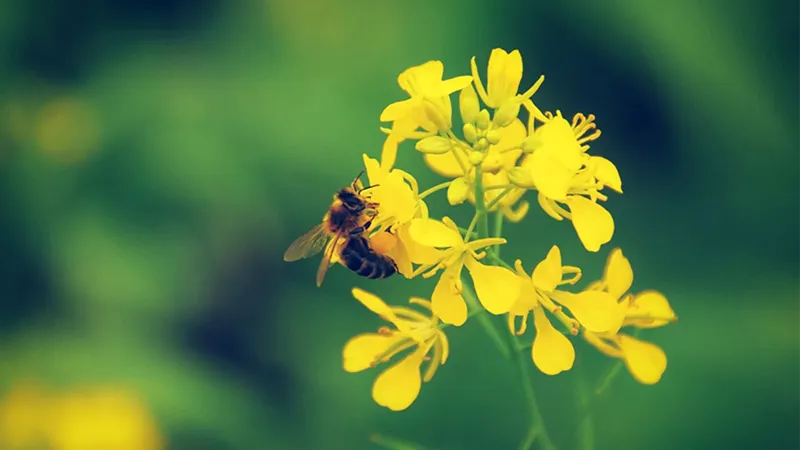 Cây hoa cải vàng có thể được sử dụng làm thực phẩm trong nhiều món ăn dân dã