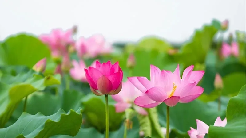 Cây hoa cẩm chướng chùm đang phát triển tươi tốt