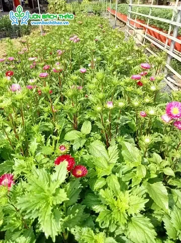 Cây hoa cúc Đài Loan với lá xanh đậm đang phát triển khỏe mạnh