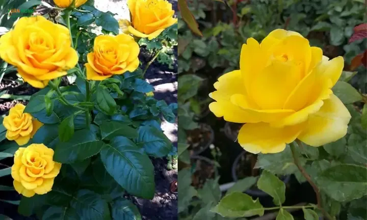 Cây hoa hồng vàng cần được tưới nước vừa đủ và đúng cách để tránh tình trạng úng rễ