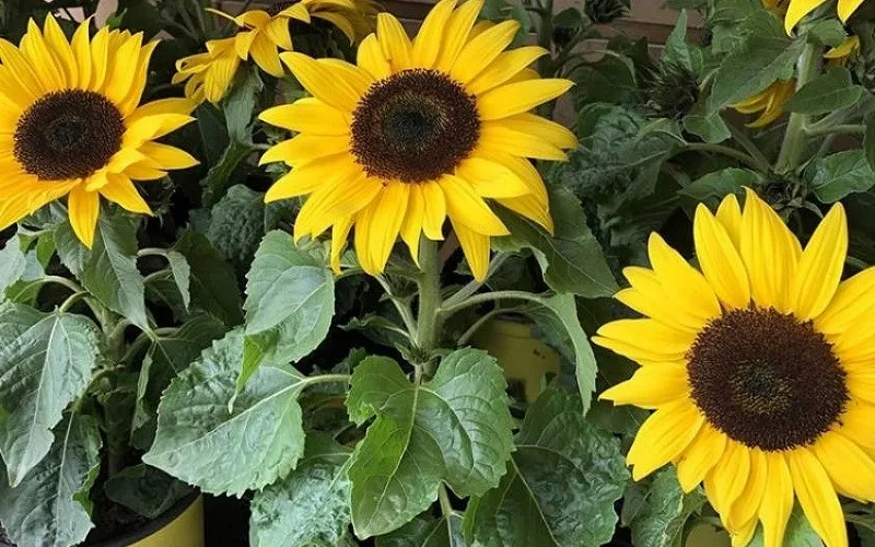 Cây hoa hướng dương lùn rực rỡ trong chậu