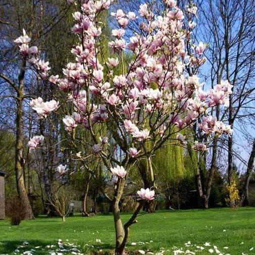 Cách Trồng Hoa Mộc Lan Đúng Kỹ Thuật Và Chăm Sóc Cho Cây Ra Hoa Rực Rỡ