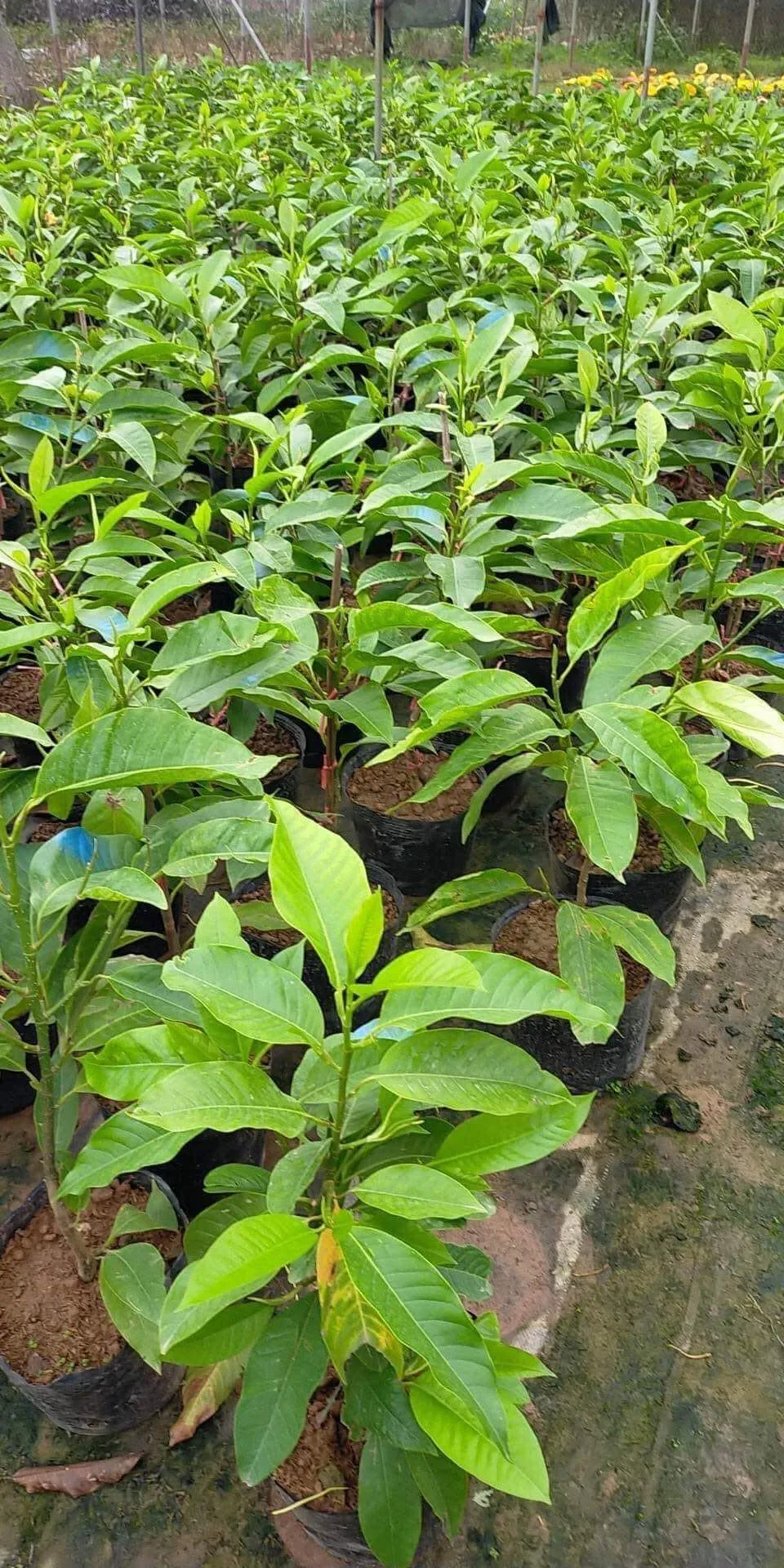 Cây Hoa Ngọc Lan khi trồng trong chậu cần được cố định để giữ dáng và đảm bảo rễ phát triển