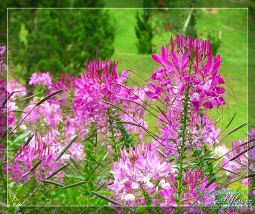 Cây hoa Phụng điệp (hồng ri) với hoa màu tím nhạt, biểu tượng của sự tinh tế