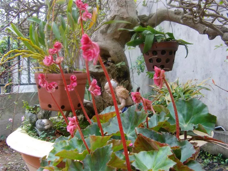 Cây hoa sen cạn đang ra hoa, minh họa kỹ thuật trồng cây không khó