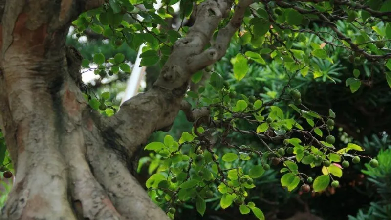 Cây hồng quân trồng góc vườn