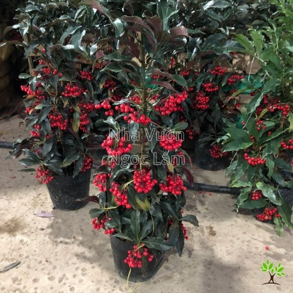 Cách Chăm Sóc Cây Kim Ngân Lượng Bị Héo: Hướng Dẫn Chi Tiết Cứu Cây