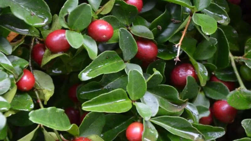 Cây kim quýt to, nhiều trái