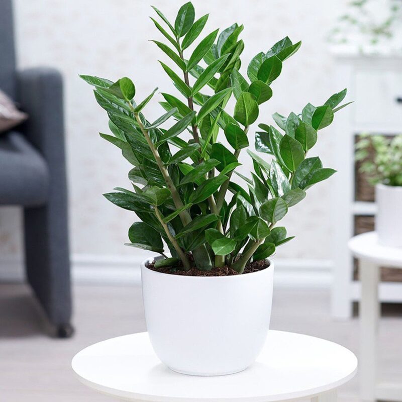 Mệnh Mộc Nên Trồng Cây Gì Để Bàn Làm Việc Thu Hút Tài Lộc Tối Ưu Nhất