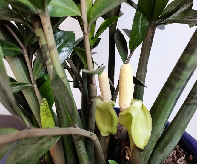 Cách Chăm Sóc Cây Kim Tiền Nở Hoa Để Đón Nhận Thịnh Vượng