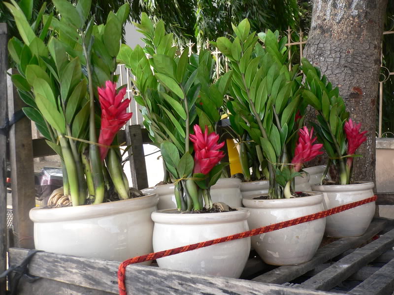 Cách Chăm Sóc Cây Kim Tiền Nở Hoa Để Đón Nhận Thịnh Vượng