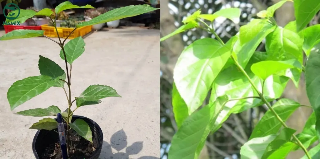 Cây lá cách Vọng cách trong chậu