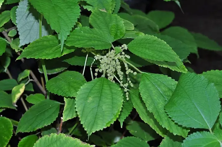 Cây lá gai đang phát triển mạnh mẽ sau giai đoạn bón thúc đầu tiên