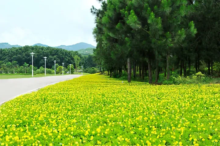 Cây lạc dại hoa vàng rực rỡ đang được trồng làm thảm phủ đất