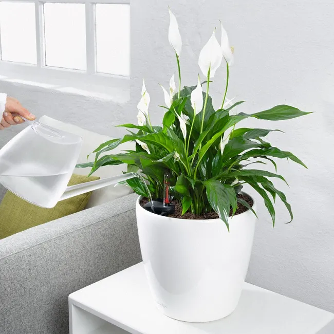 Cây lan ý con được tách ra khỏi cây mẹ để chuẩn bị trồng