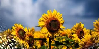 Cây Lan Ý trồng thủy sinh là lựa chọn hoàn hảo để tăng cường năng lượng Thủy cho người tuổi Đinh Sửu