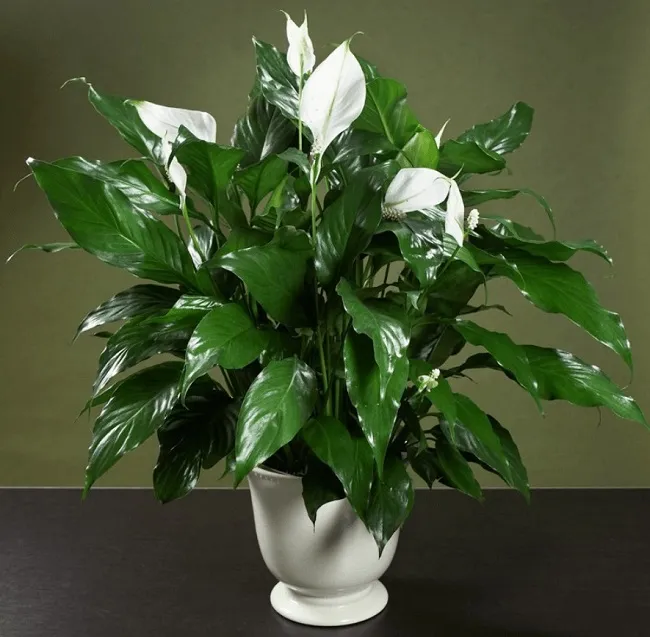 Cây lan ý với lá xanh đậm và bông hoa màu trắng tinh tế