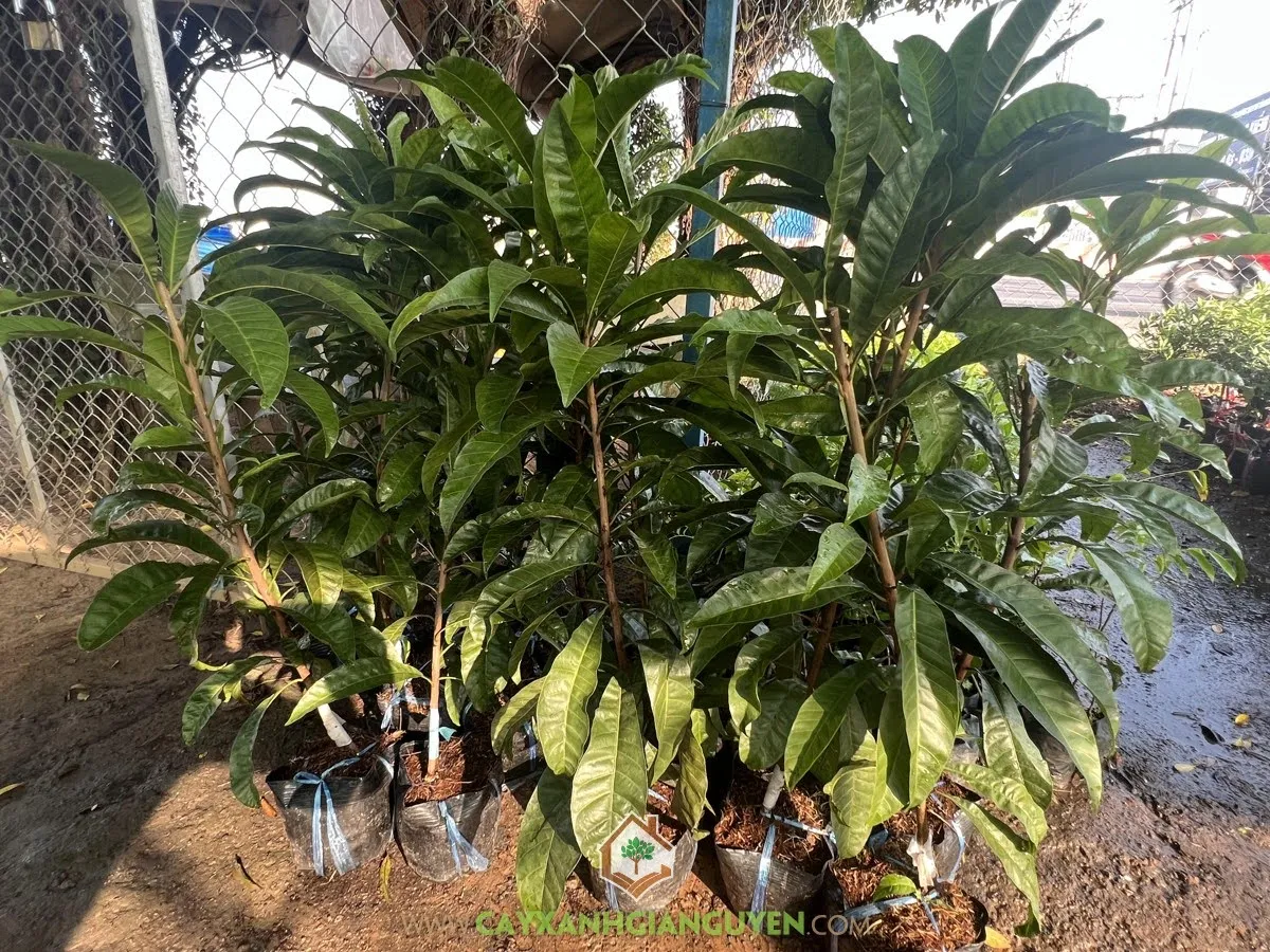 Cây lê ki ma giống chất lượng cao, chuẩn bị cho việc trồng đại trà