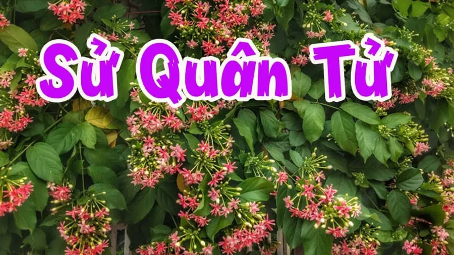 Cây leo tạo bóng mát và giảm nhiệt độ hiệu quả cho khu vực tiền sảnh