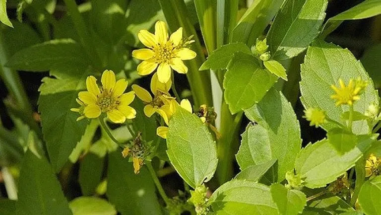 Cây Lỗ Địa Cúc (Wedelia Prostrata) - phân biệt với cây sài đất thật khi trồng
