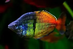 Cây Lộc Vừng bonsai thành phẩm sau khi đánh trồng thành công