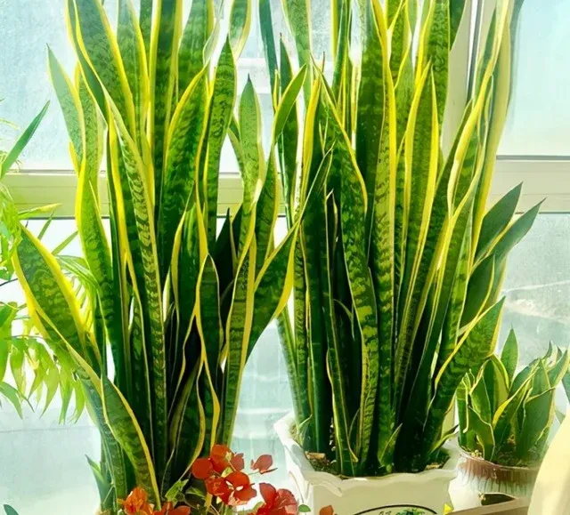 Cây lưỡi hổ phát triển mạnh mẽ dưới điều kiện ánh sáng đẩy đủ, lá xanh đẹp