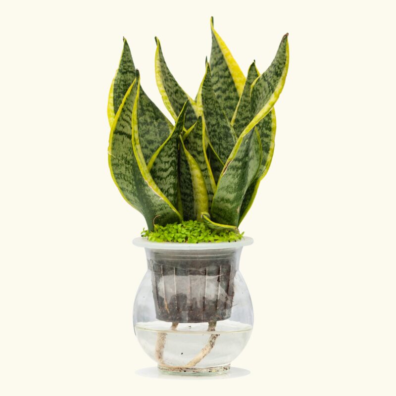 Cách Trồng Cây Lưỡi Hổ Thuỷ Canh Và Thiết Lập Chậu Cây Cảnh Bể Cá Hoàn Hảo