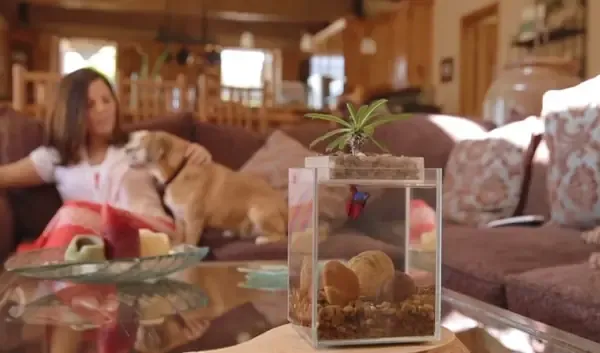 Cây Lưỡi Hổ Thái Lan có thể nhân giống dễ dàng bằng phương pháp tách bụi