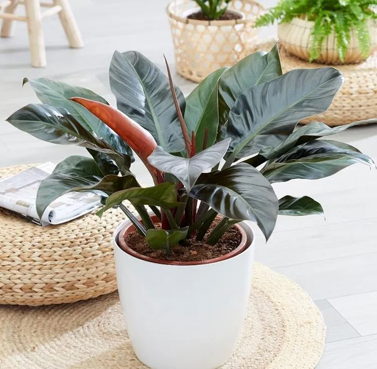 Cây Lưỡi Hổ Viền Vàng là lựa chọn hàng đầu cho người mệnh Thổ trồng trước nhà