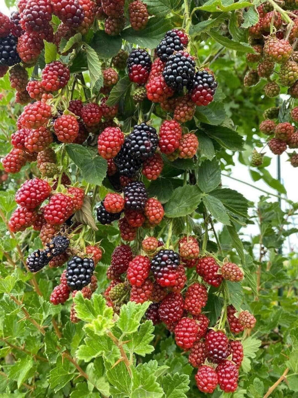 Cách Trồng Cây Mâm Xôi Đen Theo Kỹ Thuật Chuyên Sâu Đạt Chuẩn