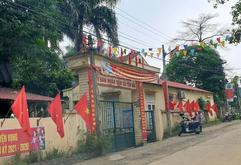 Cây mít ghép đang phát triển mạnh mẽ sau khi được trồng đúng kỹ thuật