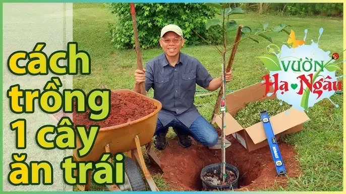 Cây na ăn quả đang ra hoa và kết trái tại vườn