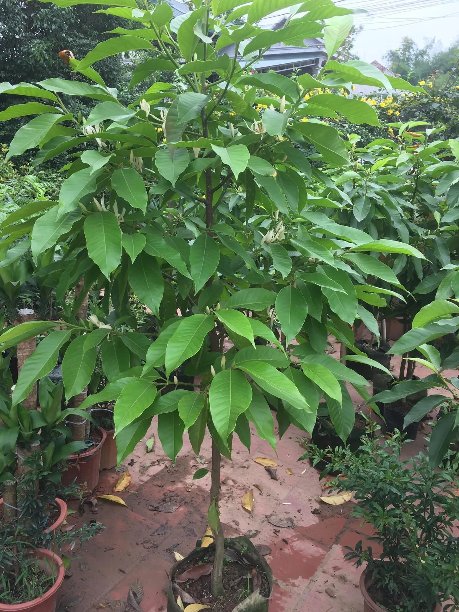 Cây ngọc lan cần được chuẩn bị kỹ lưỡng trước khi trồng, đặc biệt là khâu chọn giống