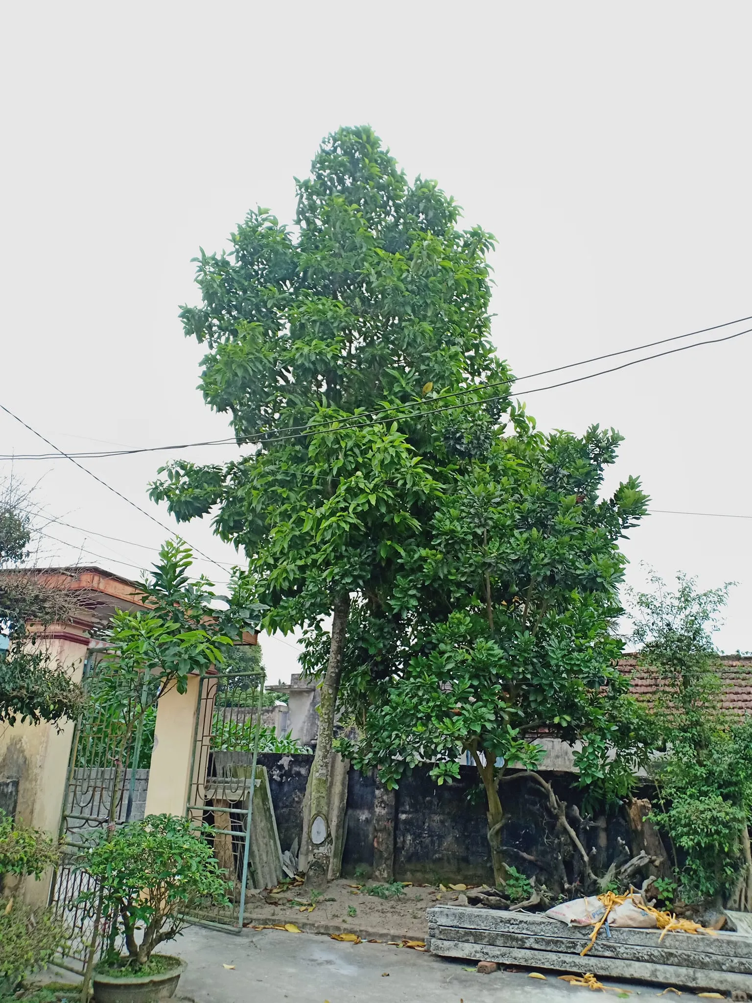 Cây Ngọc Lan cổ thụ có giá trị cao, nên cần chọn mua tại các cơ sở uy tín để đảm bảo chất lượng